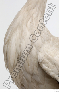 Black stork chest feathers 0002.jpg